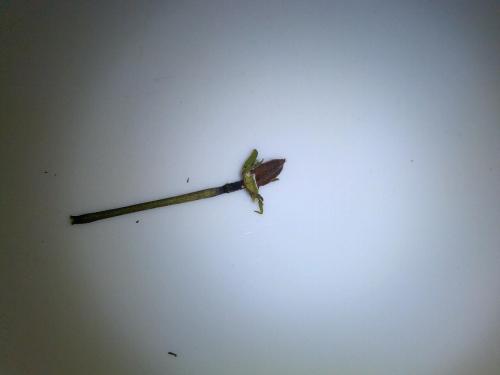 Hybiscus pod on stem