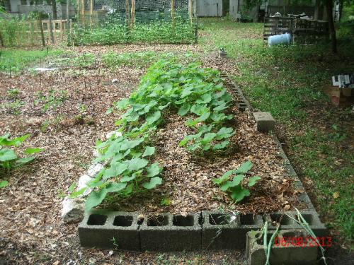 near plants are butternut, farther away is blue hubbard squash.