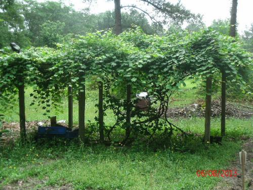 muscadine arbor my father built.  it is the centerpiece of the garden.