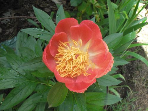 Paeonia 'Coral N Gold' 6/8/13 zone 6A