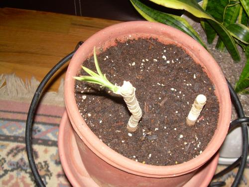 Dracena Tricolor sprouting