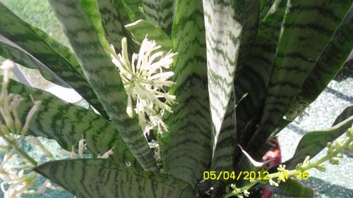 Snakeplant Bloom