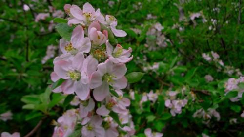Wild Apple Blossom