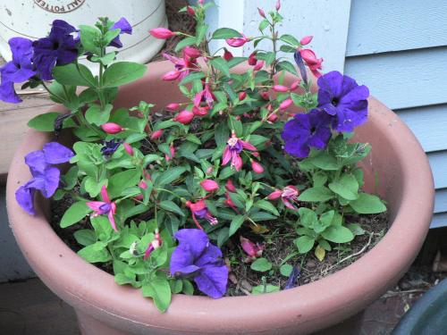 Baby fuschia with petunia.  I have 4