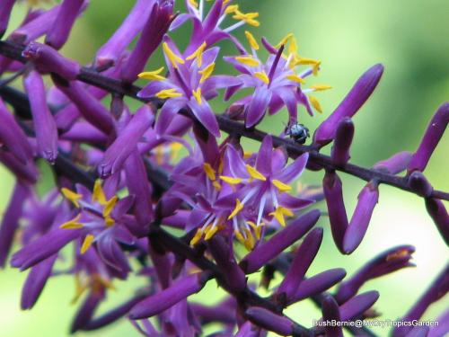 Cordyline 'Purple King' flowers