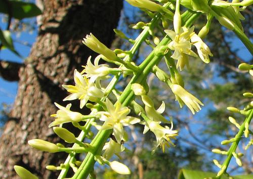 native Cordyline cannifolia flowers