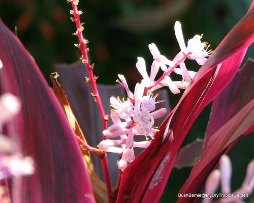 more Cordyline 'Red Wings' flowers