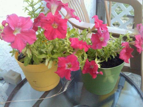 6/16 Petunias with empty pot to catch seeds if there are any.