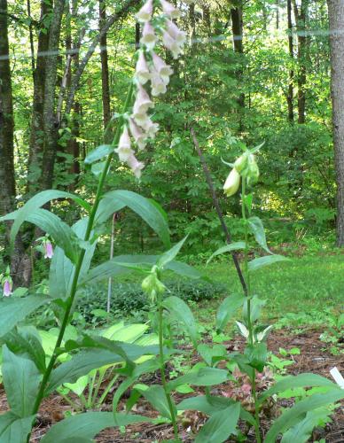 #5 photo shows both plants. 2nd "foxglove" is shorter, 24" tall