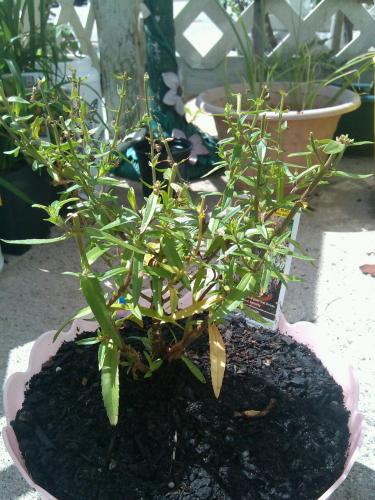 Serena Angelonia (off rescue rack, cleaned up)