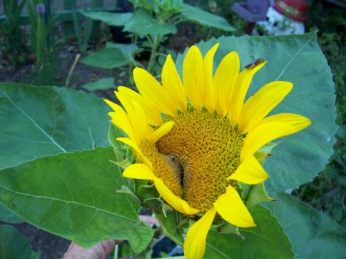 double sunflower 2010