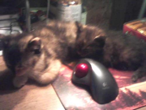 guarding the mouse lol