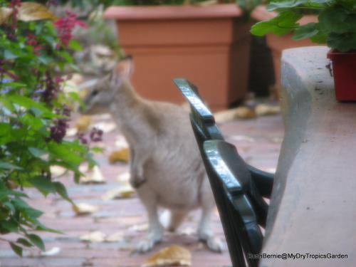 Agile Wallaby visiting my courtyard garden