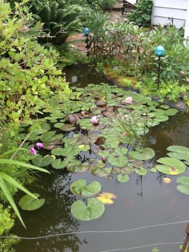 Summer pond with solar lights as posts for electric fence