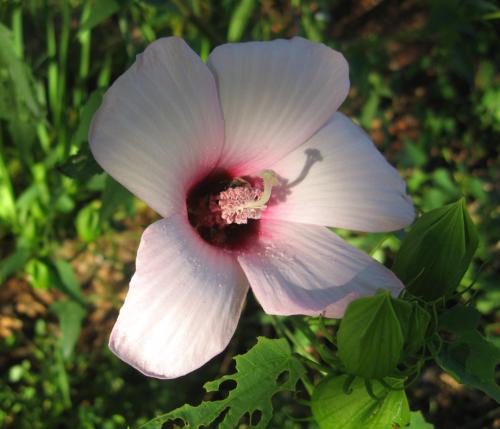 Hibiscus Hardy Pink