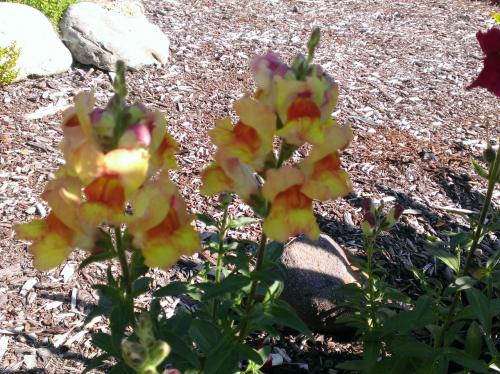 yellow snapdragons