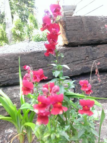 Snapdragons in the backyard