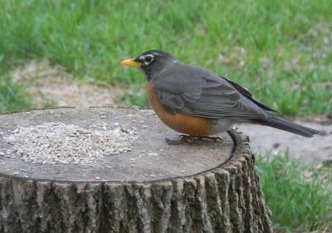 Robin having a sunflower seed snack.