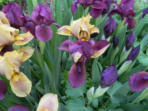Bi-colored Iris 2013.