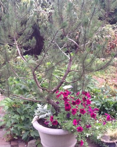 Mungo pine and petunias