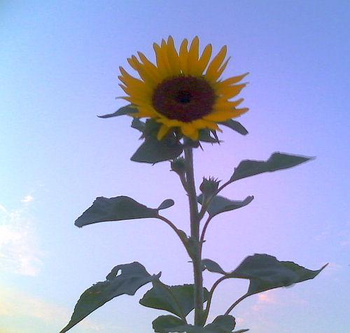 Dwarf Sunflower 1