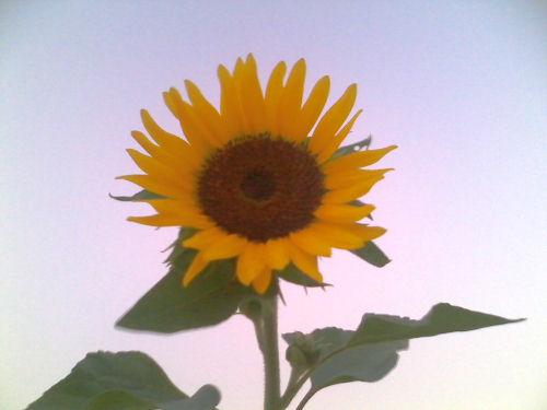 Dwarf Sunflower 2
