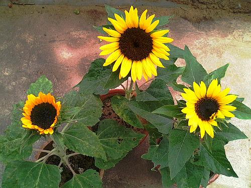 Dwarf Sunflower 4