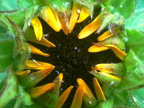 Dwarf Sunflower 10