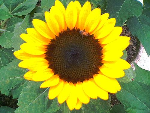 Dwarf Sunflower 14