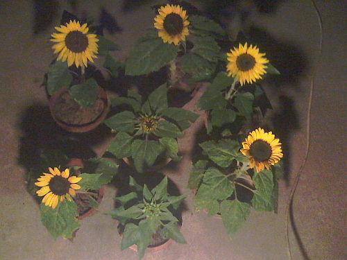 Dwarf Sunflower 16