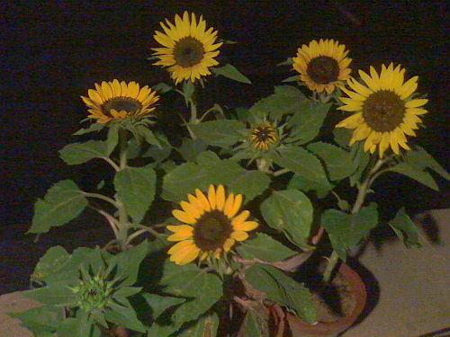 Dwarf Sunflower 17