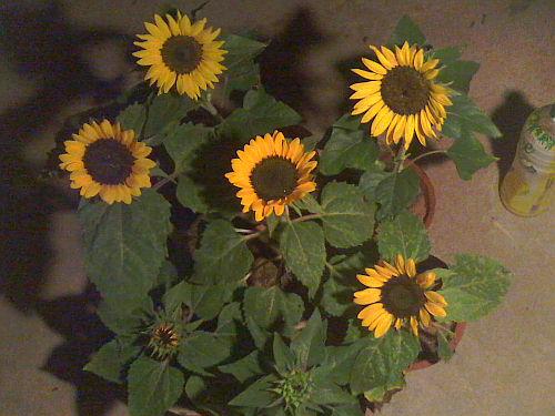 Dwarf Sunflower 18