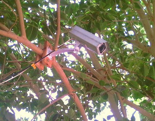 Camera hidden in the tree!