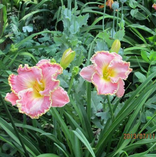 Daylily Shores Of Time