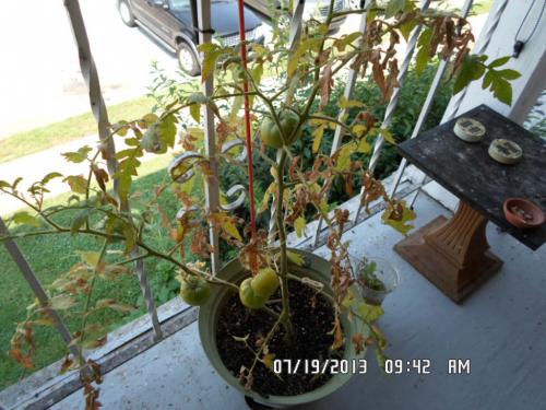 brown leaves tomato plant