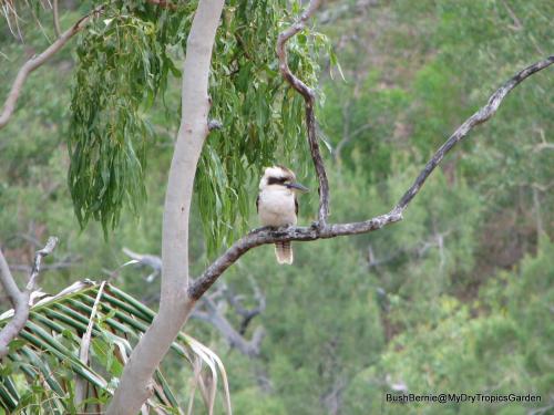 Kookaburra sitting in a gum tree