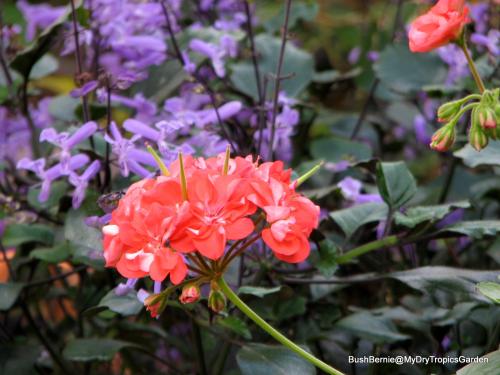 Rosebud Pelargonium