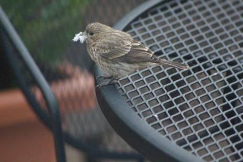 Female finch with a feather...