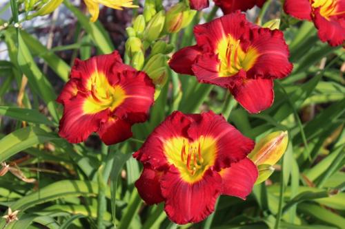Daylily... "LOVE CONQUERS ALL"
