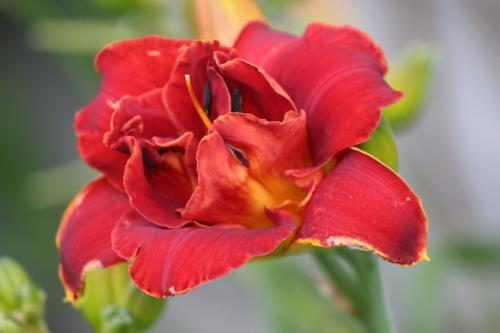 Daylily..."FEATHERED STORM"