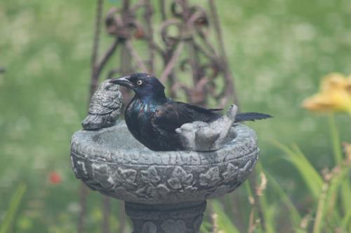Brewer's blackbird in a 3 cup bird bath...