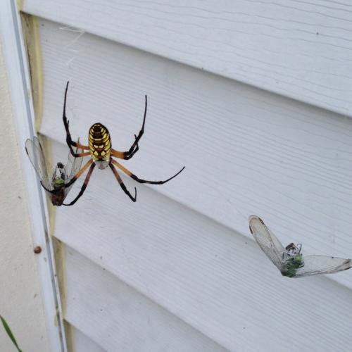 Garden spider with a delicious dragonfly feast. 