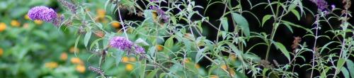 Hummingbird visiting butterfly bush (Buddleia davidii.)