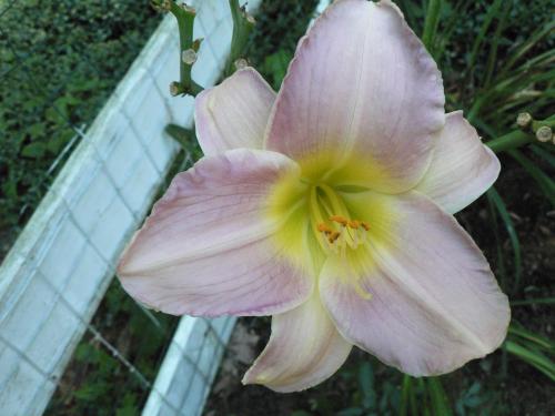 This is one of the affeted daylilies.  It's a beaut.  I'd hate to lose it.