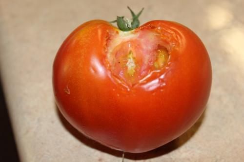 tomato 