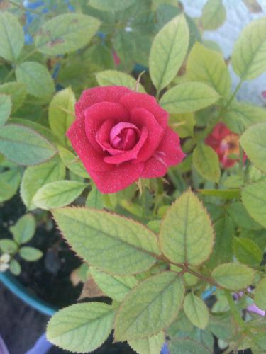 Aug 12th Mini rose bloom
