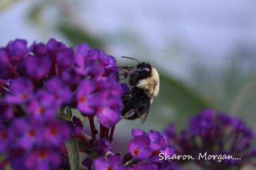 Bee on my butterfly bush...