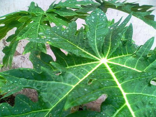 Raindrops on Papaya leaves 1