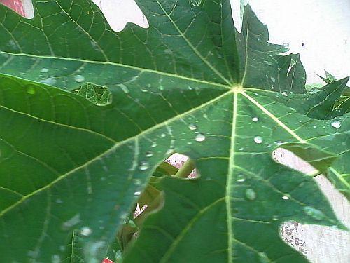 Raindrops on Papaya leaves 2