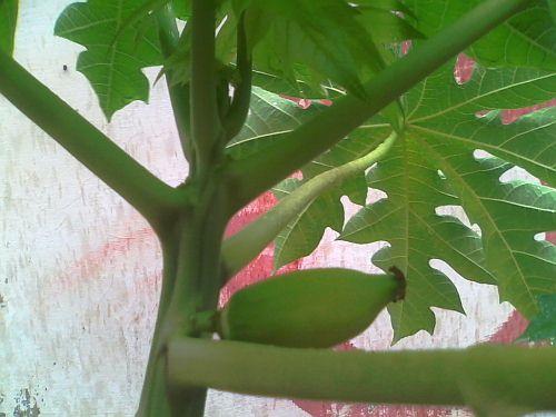 Female Papaya sapling's first fertilized fruit.